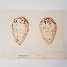 Antikes Vogel Ei um 1890 Druck