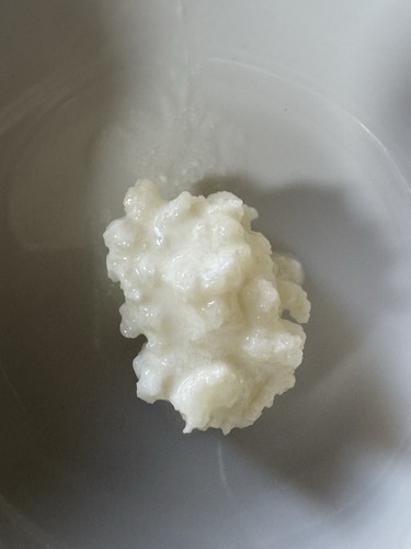 10g milchkefirknolle zur - 10g,