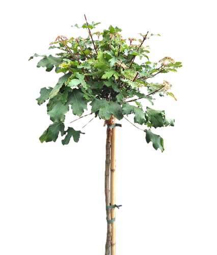 Feldahorn acer campestre - acer,