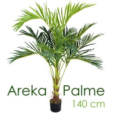 Palmenbaum Palme Arekapalme