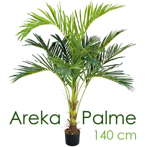 Palmenbaum palme arekapalme - palme,
