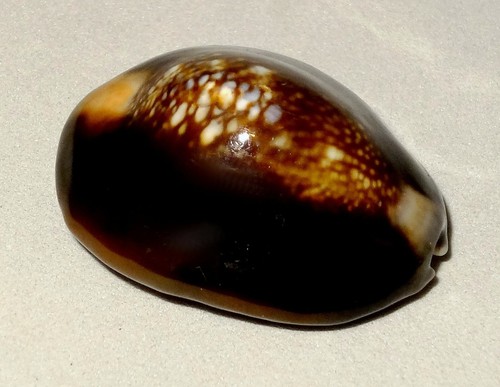 Meeresschnecke cypraea - meeresschnecke,
