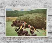 Stieglitz Distelfink Deutsche Vogelwelt 1930er Cigaretten Bilderdienst Reemtsma