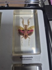 Blütenmantis Südostasien