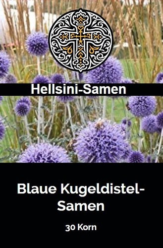 Blaue kugeldistel echinops - kugeldistel,