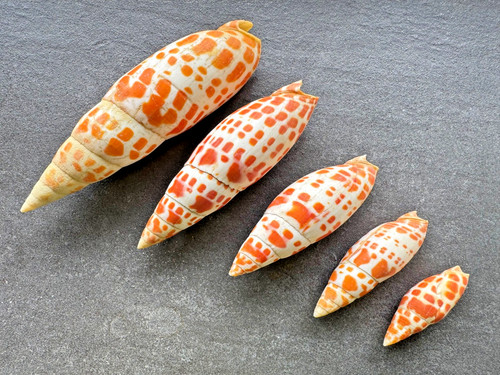 Mitra - , (bischofsmitra)