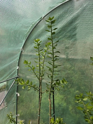 Pereskiopsis stecklinge - pereskiopsis,