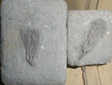 Crinoiden/ Seelilien USA