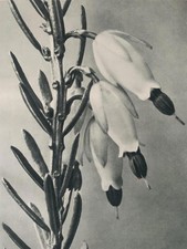 1929 Karl Blossfeldt Druck -