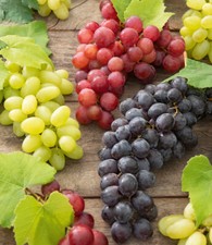 Kernlose Tafel-Trauben-Kollektion, 3 Weintrauben, Weinreben Sortiment kernlos