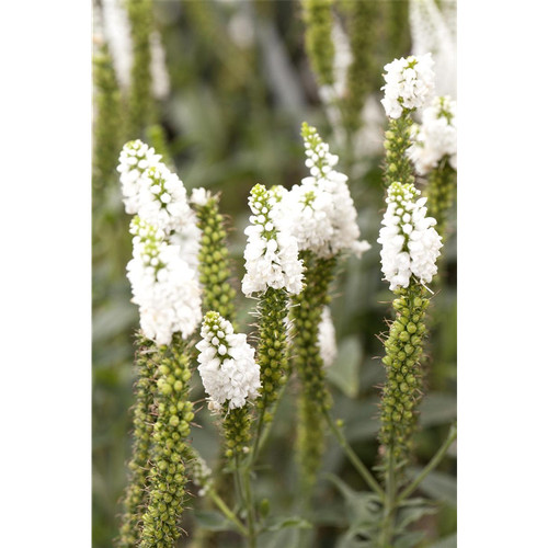 Veronica longifolia alba - longifolia, 'alba'