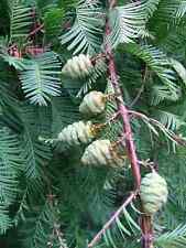 Urweltmammutbaum Metasequoia