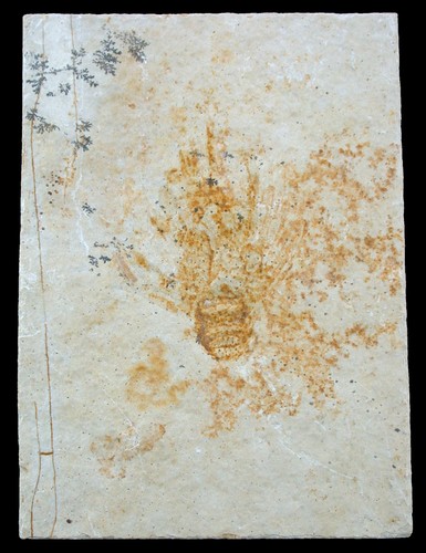 Malm palinurina longipes - palinurina,