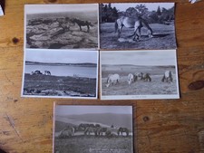 Pferdepostkarte AK Postkarte