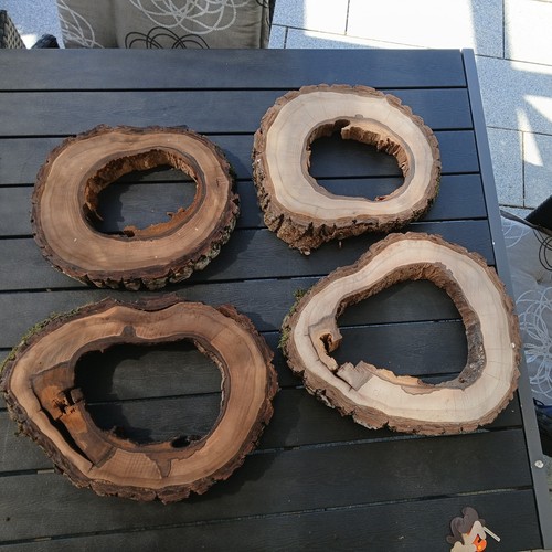 Hohle nussbaum baumscheibe - hohle,