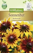 Sonnenhutsamen Sonnenhut Samen Herbstwald Schmetterling Bienenweide Trockenblume