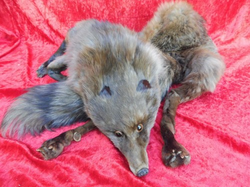 Schöne alte fuchs stola - alte,
