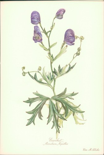 Eisenhut aconitum napellus - -,