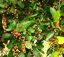 SAMEN MAO-LUANG-BEEREN