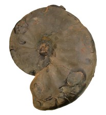 Trias  Discoceratites weyeri