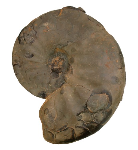 Trias discoceratites weyeri - trias,