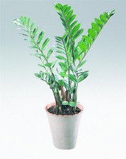 Glücksfeder Zamie "Zamioculcas zamiifolia" Luftreiniger Feng Shui Schlafzimmer
