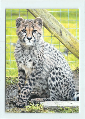 Postkarte gepard cheetah - 1,