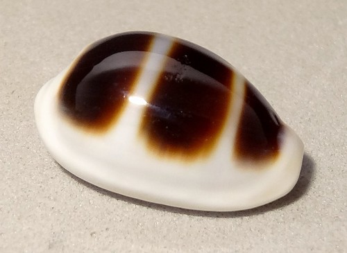 Meeresschnecke cypraea asellus - meeresschnecke,