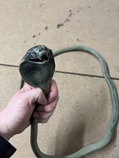 Gummi Schlange Königskobra König Cobra Wildtiere