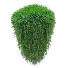 Hängender Bambus Ableger 3 Pflanzen Hängebambus 10 cm große Setzlinge