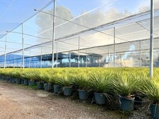 Sunny Tree - Yucca Rostrata -