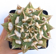 Ariocarpus retusus cv