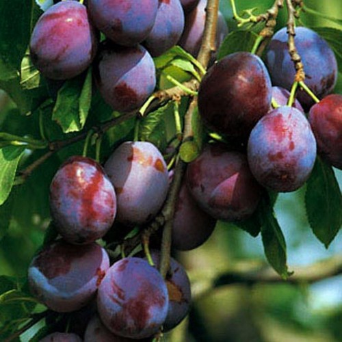 Bühler frühzwetsche - bühler,