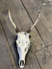 Rotwild Geweih Hirschgeweih