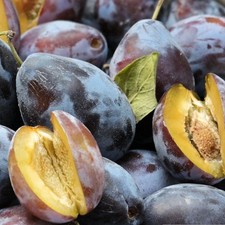 Pflaumenbaum Węgierka