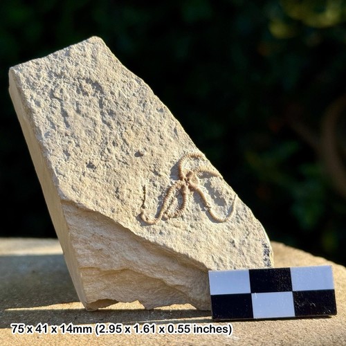 Seltenes geocoma carinata - seltenes,