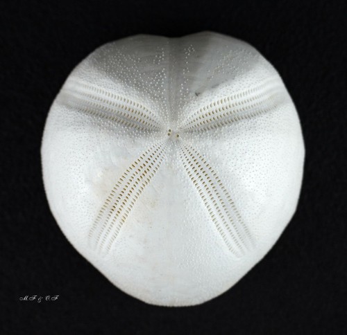 Seeigel sea urchin - seeigel,,