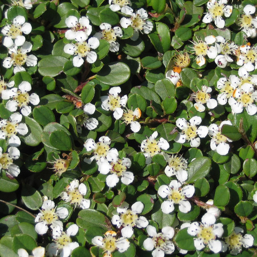Cotoneaster dammeri streibs - cotoneaster,