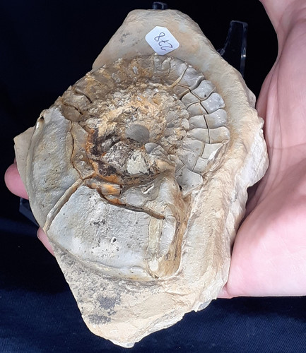 Ammonit ceratites laevigatus - ammonit,