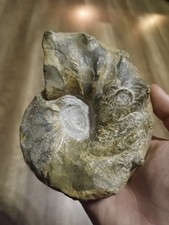 Ammonit,  Ceratites spinosus