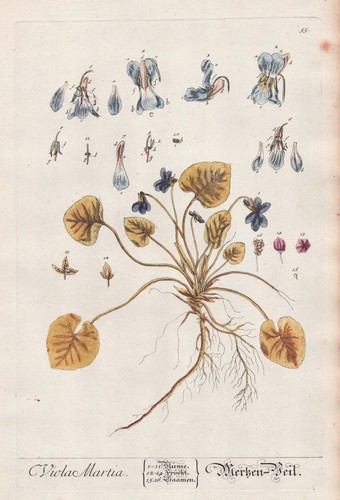Viola odorata duftveilchen - odorata,