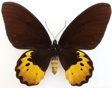 ORNITHOPTERA GOLIATH TITAN