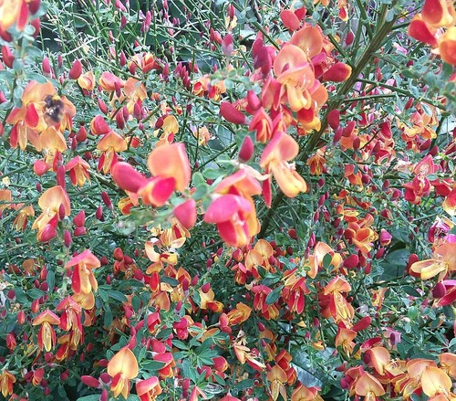 Edelginster cytisus scoparius - cytisus,