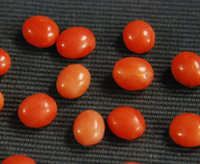 10 Stk echte Mittelmeer Koralle oval halbgebohrt aus Altbestand ca. 6 x 7  mm