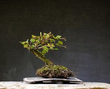 Bonsai outdoor winterhart