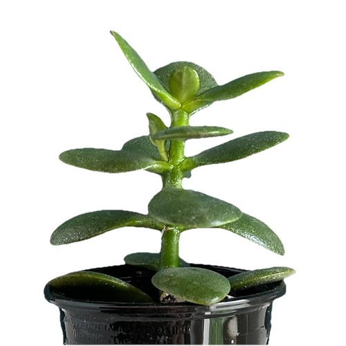 Ableger crassula ovata - ableger,