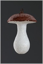  1 Alte Watte Edelpilz