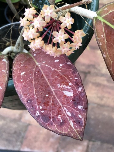 Hoya 041 - 041, plant)