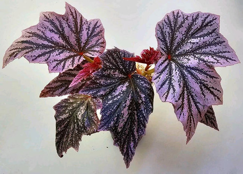 Sale2438 begonia pink minx - begonia,