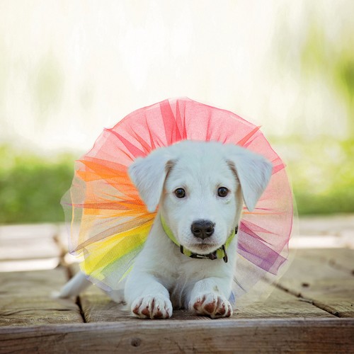 Hunde kleider anziehsachen - kleider,